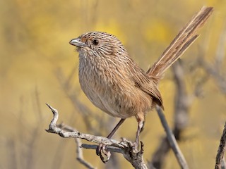 Adult (Gawler Ranges) - David Ongley - ML623070848