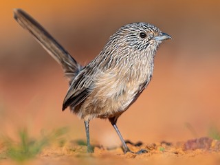 Adult (Gawler Ranges) - JJ Harrison - ML623070850