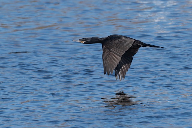 Neotropic Cormorant
