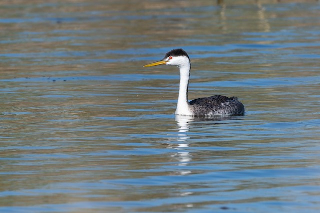 Clark's Grebe