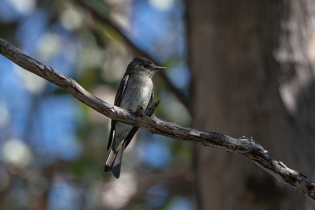 Western Wood-Pewee