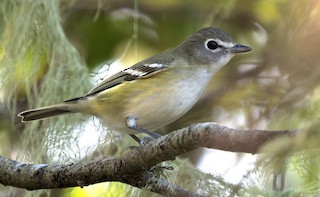 Cassin's Vireo