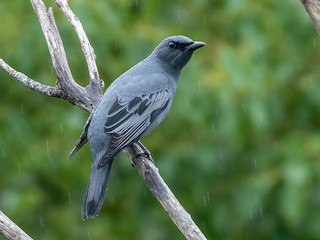 Sahul Cicadabird - Edolisoma tenuirostre - Birds of the World