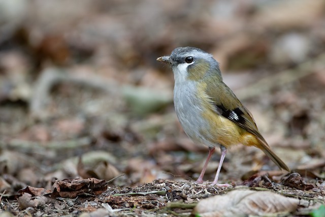 Grey-headed Robin (Heteromyias cinereifrons) - Wet Tropics endemic bird, Queensland Australia