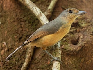  - Bower's Shrikethrush