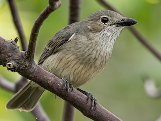 Female - Pedro Nicolau - ML623102038