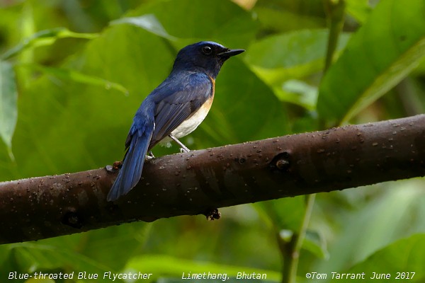 Blue-throated Flycatcher - Tom Tarrant