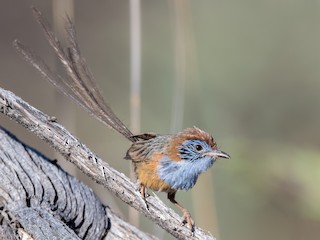 Selling Mallee Emu-Wren