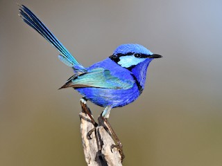 ムラサキオーストラリアムシクイ - eBird