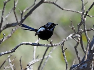 Adult male (Black-and-white) - Tony Richards - ML623103572