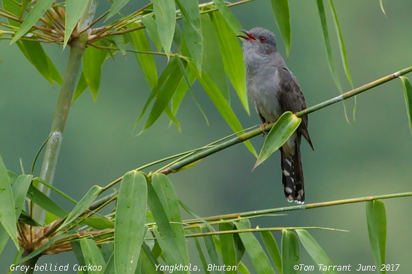 Gray-bellied Cuckoo - Tom Tarrant