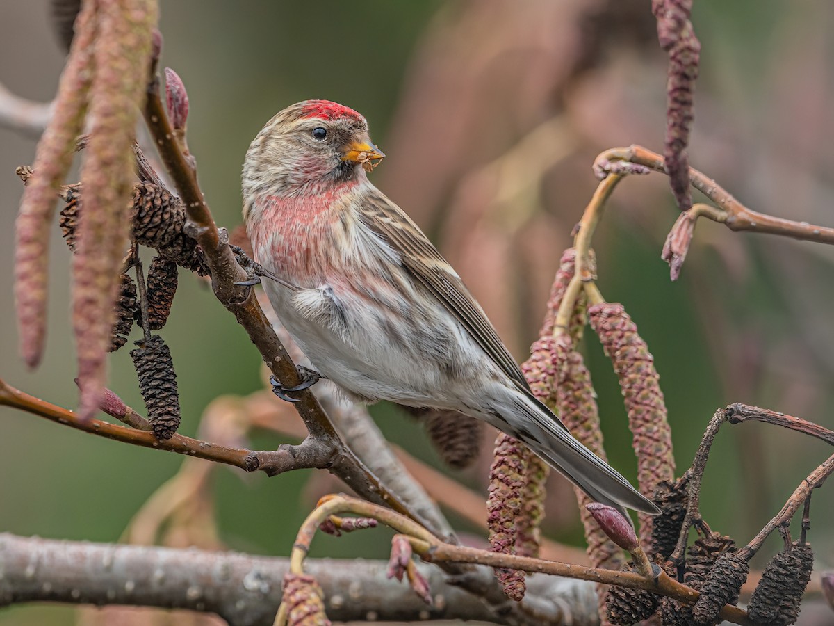 Redpoll - Acanthis flammea - Birds of the World