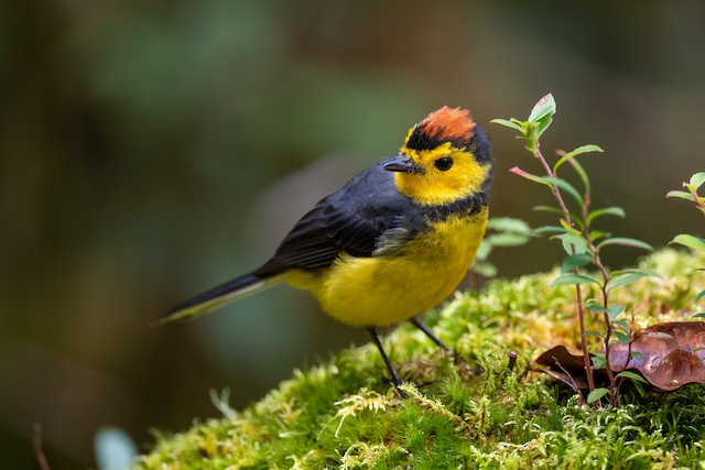 Collared Redstart