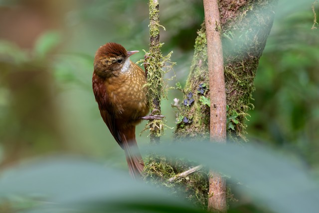 Ruddy Treerunner