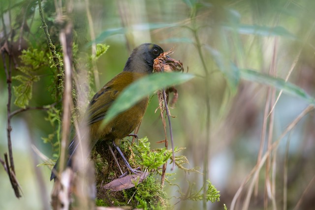 Large-footed Finch