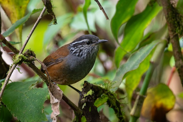 Gray-breasted Wood-Wren