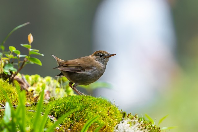 Ruddy-capped Nightingale-Thrush