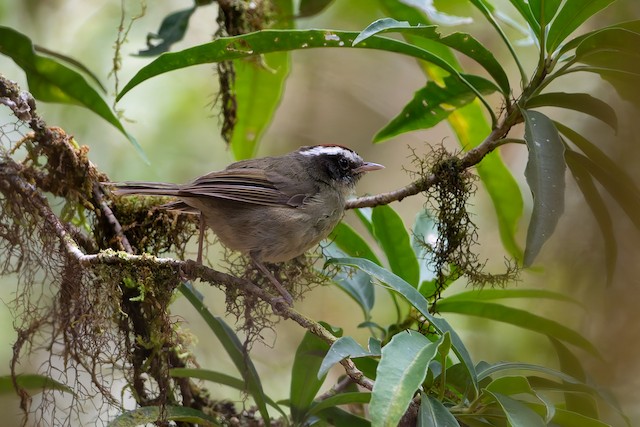 Black-cheeked Warbler