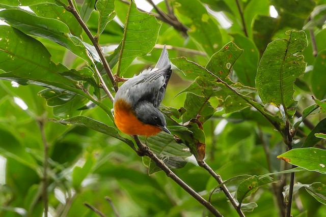 Flame-throated Warbler