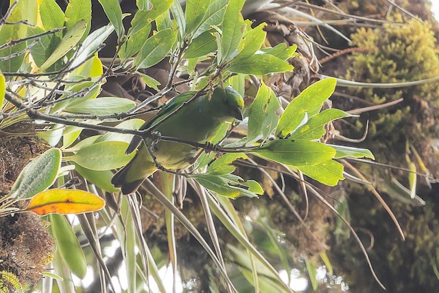 Golden-browed Chlorophonia