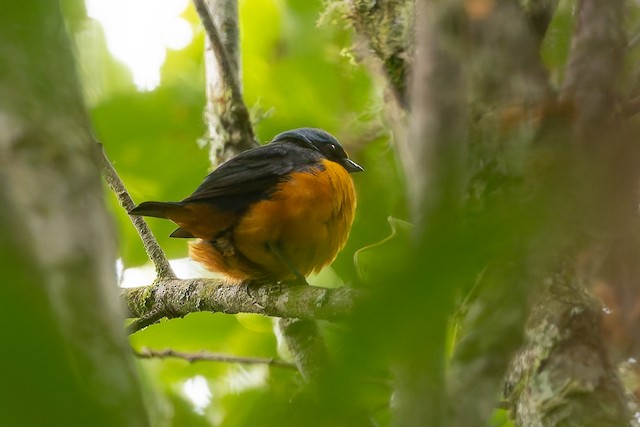 Elegant Euphonia