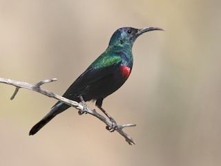 - Arabian Sunbird