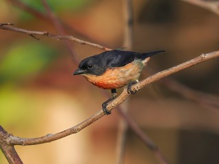  - Pink-breasted Flowerpecker