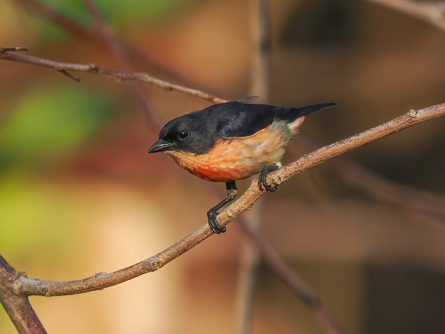  - Pink-breasted Flowerpecker - 