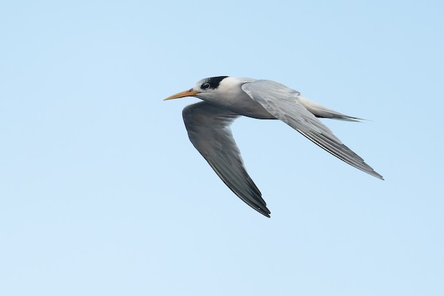 Elegant Tern