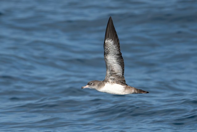 Pink-footed Shearwater