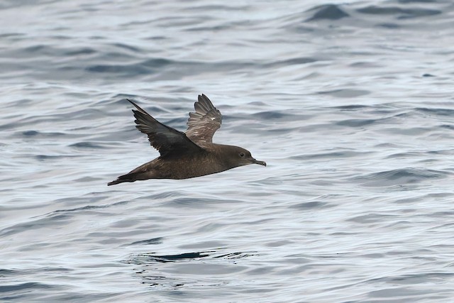 Sooty Shearwater