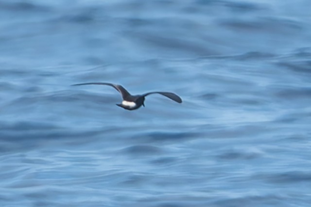 Townsend's Storm-Petrel