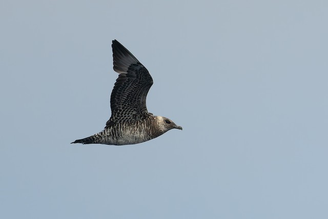 Pomarine Jaeger