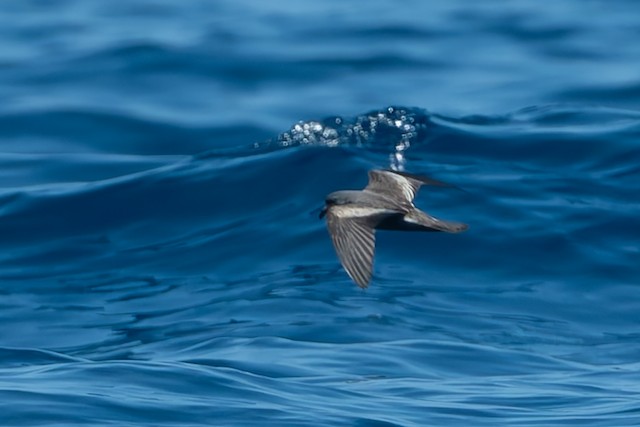 Leach's Storm-Petrel