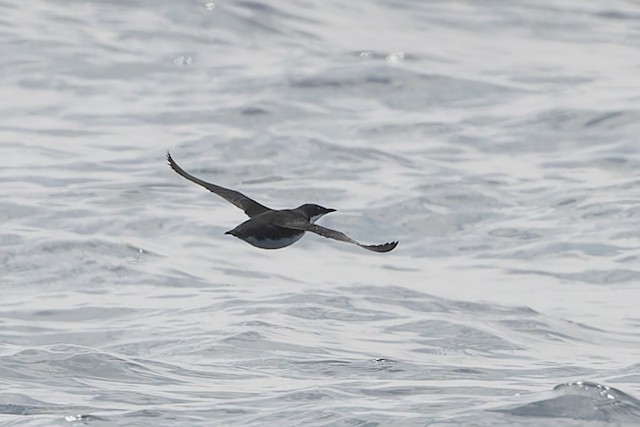 Craveri's Murrelet