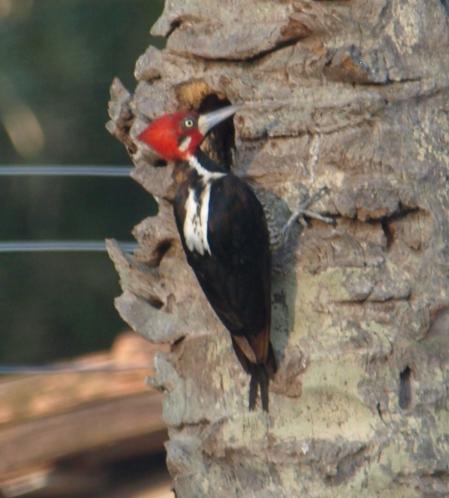 Crimson-crested Woodpecker - ML62321421