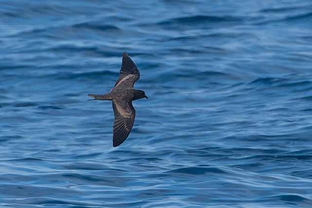 Black Storm-Petrel