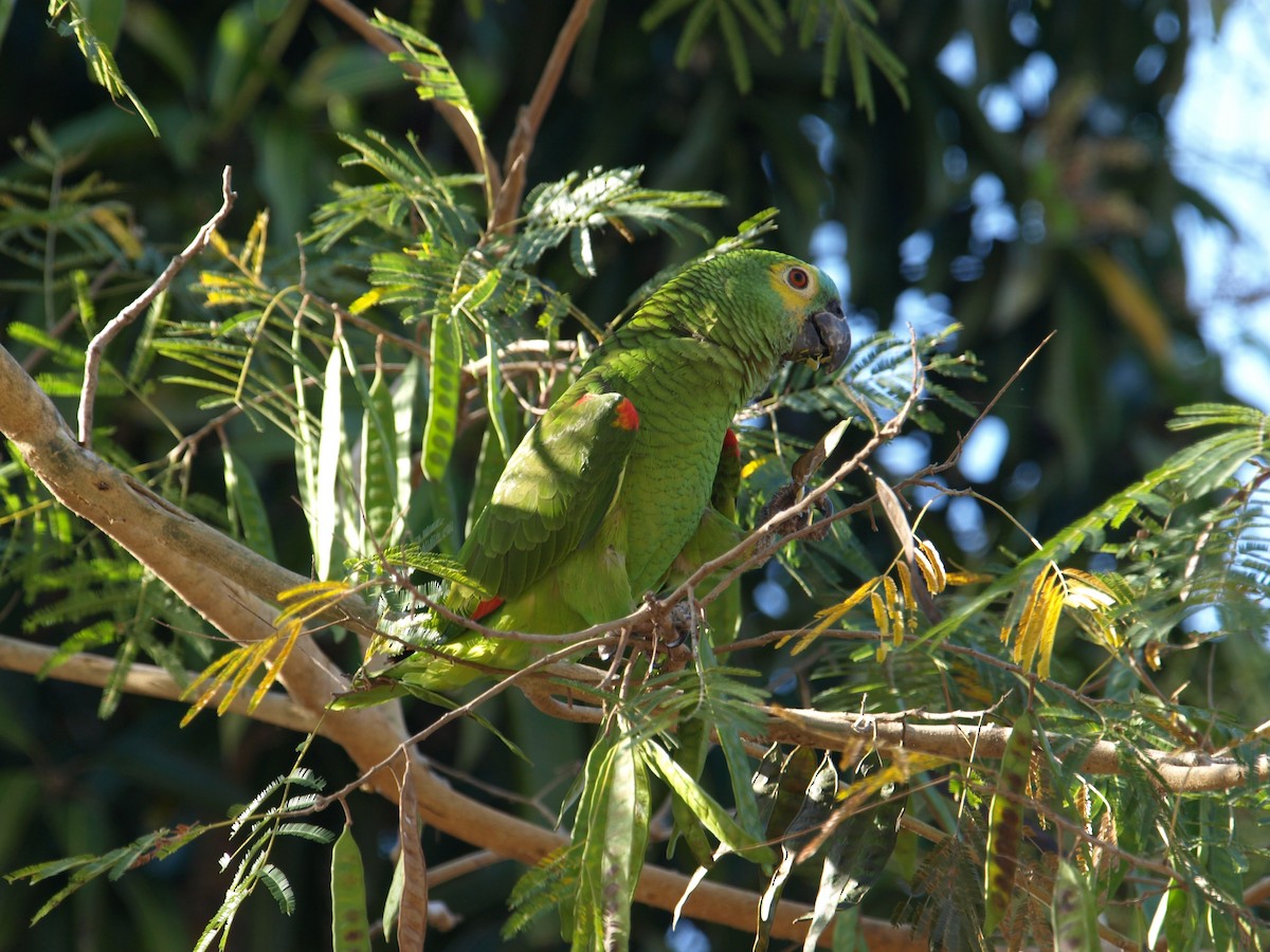 Turquoise-fronted Parrot - Tobin Master