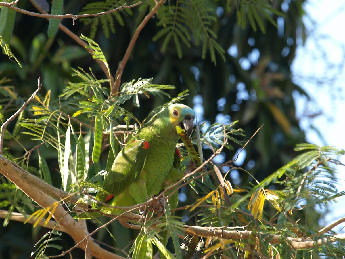 Turquoise-fronted Parrot - ML62321531