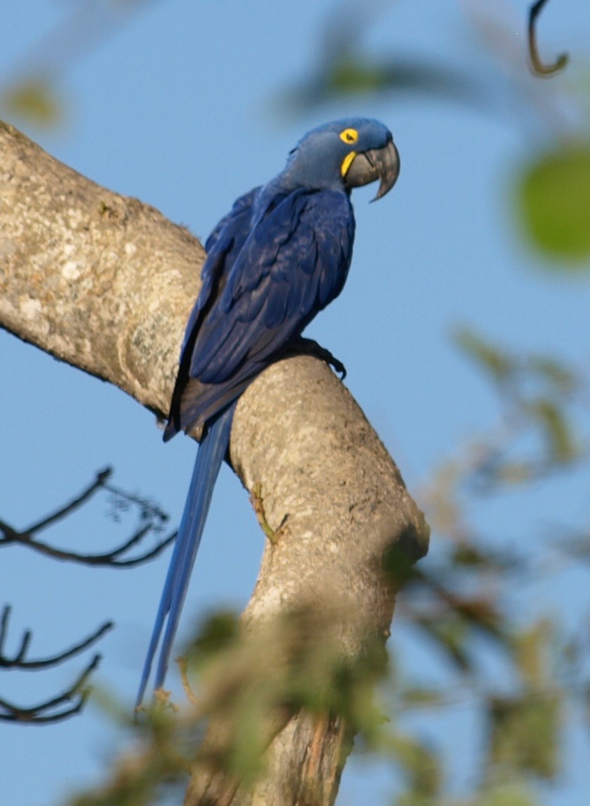 Hyacinth Macaw - Tobin Master