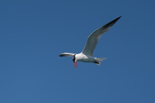 Caspian Tern