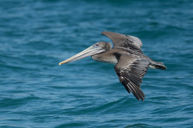 Brown Pelican