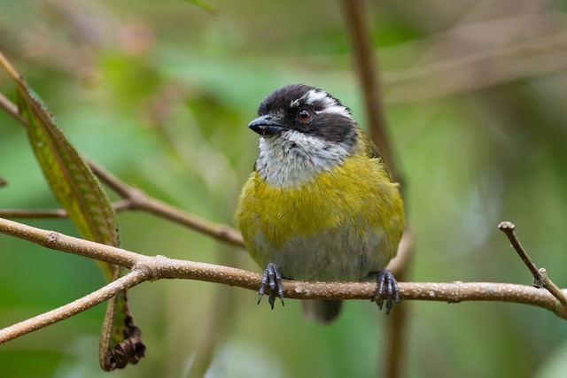 Sooty-capped Chlorospingus