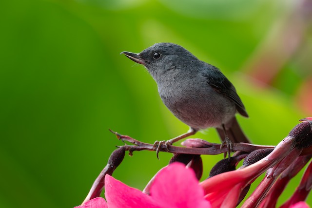 Slaty Flowerpiercer