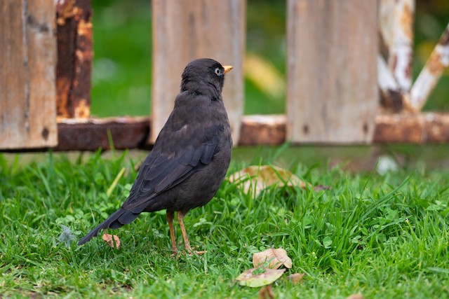 Sooty Thrush