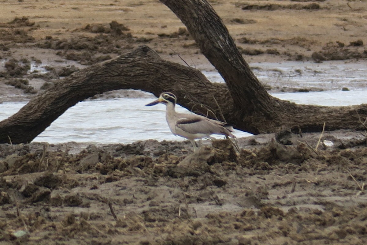 Great Thick-knee - ML62325591