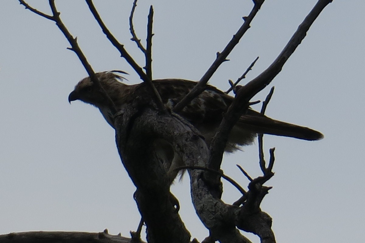 Changeable Hawk-Eagle (Crested) - ML62325601