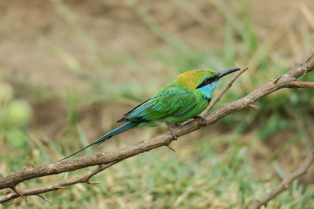 Asian Green Bee-eater - Jacky Judas