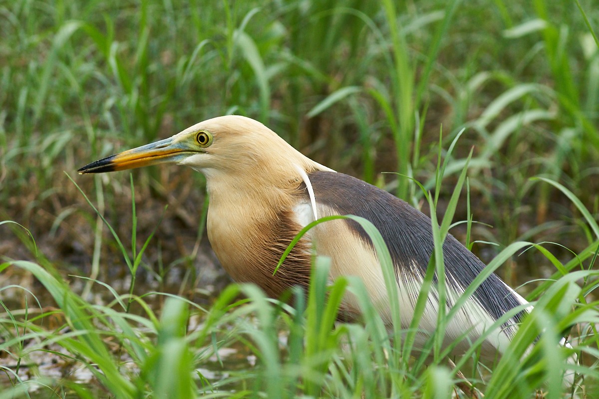 Javan Pond-Heron - Kitipat Nagadhana