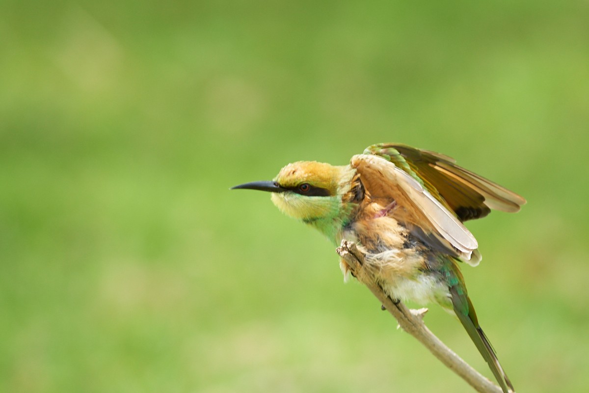 Chestnut-headed Bee-eater - Kitipat Nagadhana